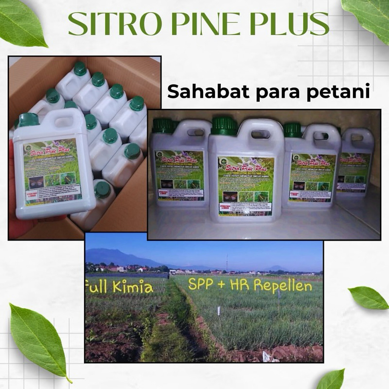 Tujuh_Shop - Sitro Pine Plus Pestisida Nabati Ramah Lingkungan 1 Liter Shopee