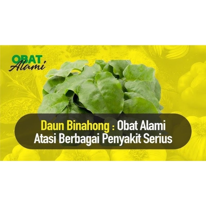 

Daun binahong segar 50 lembar