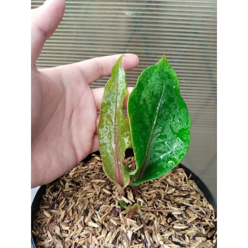 anthurium paketan 2 pohon obor merah ( ori ) dan swetaa varigata mewah