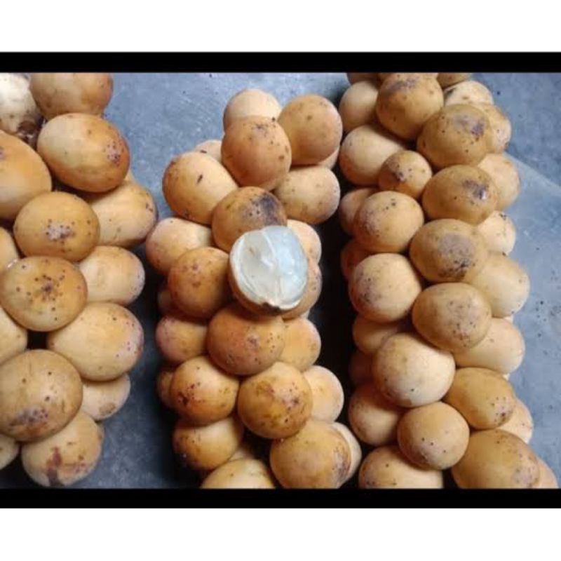 buah kokosan