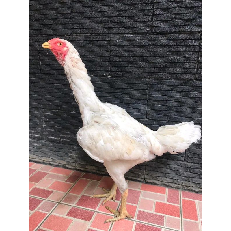 Ayam betina Bangkok Brajamusti putih