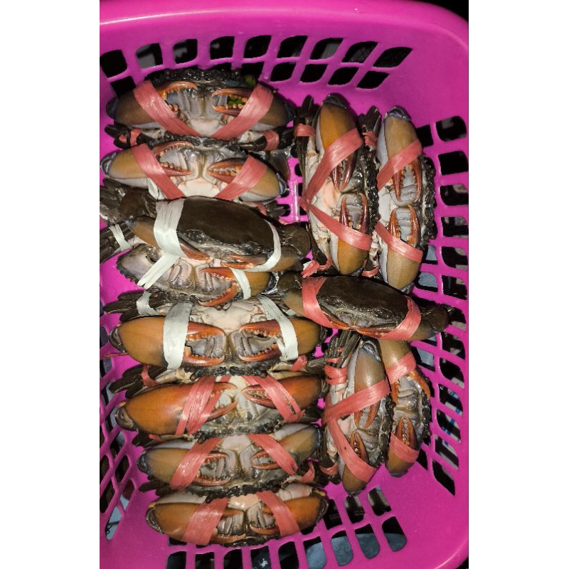 kepiting fresh hidup