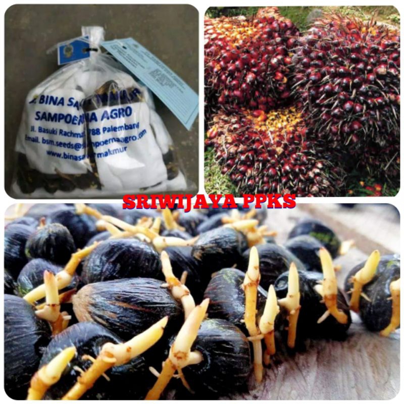 kecambah sawit DXP Sriwijaya unggul