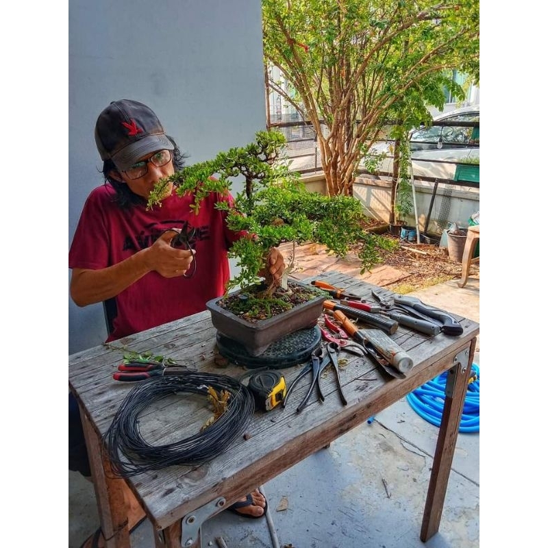 takmil tremer bonsai , alat putar meja putar bonsai