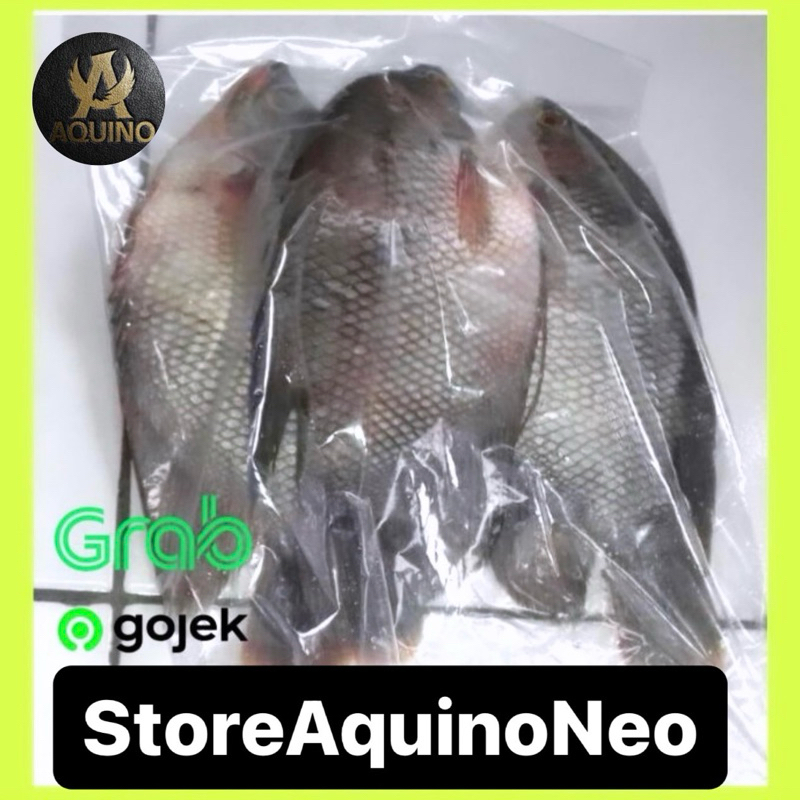 

Ikan Gurame Fresh 1 kg 3 Ekor