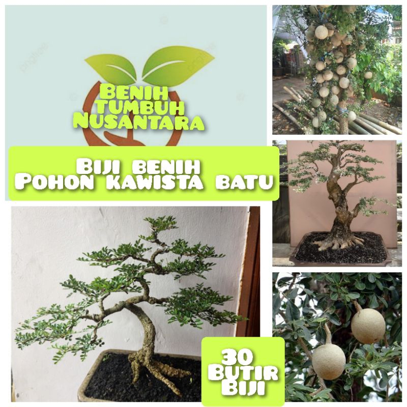 30 butir biji benih buah kawista/biji benih bonsai kawista
