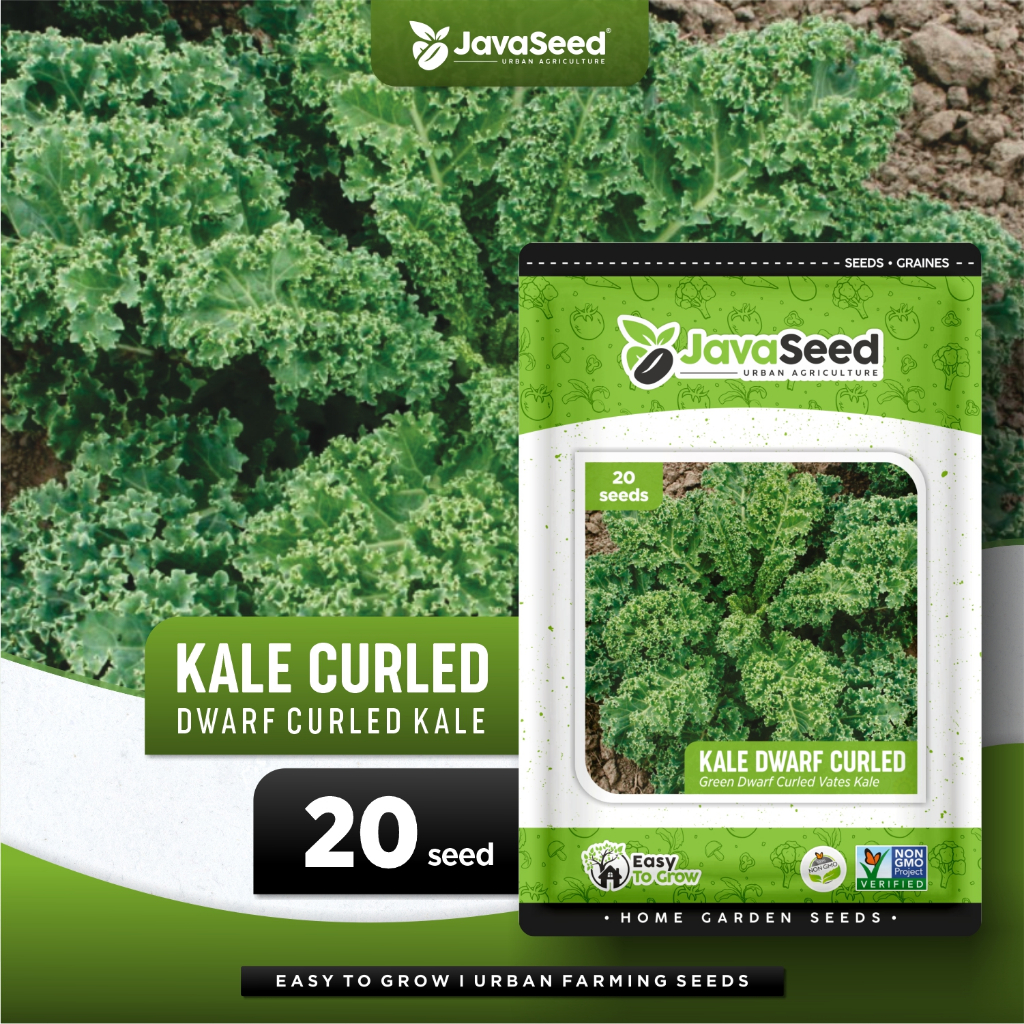 JAVASEED - Benih Daun Kale Hijau Green Dwarf Curled 20 Benih