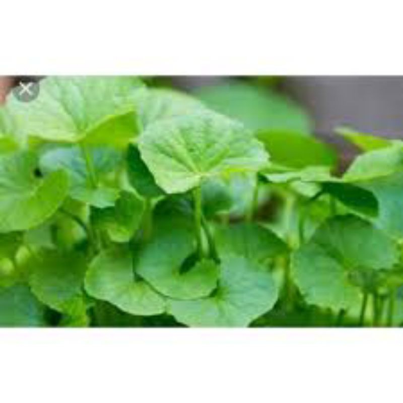 

daun pegagan segar pres 1kg