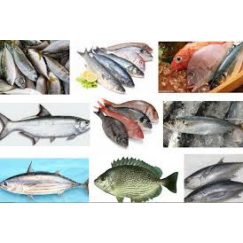 

Ikan tongkol, salam, layang, kembung, teri basah, bawal, udang, cumi, tuna, kakap merah, kakap putih, tenggiri, selar, sarden, ikan sebelah