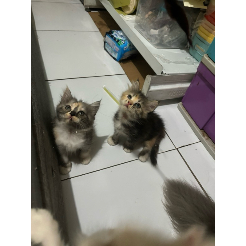 kitten persia betina