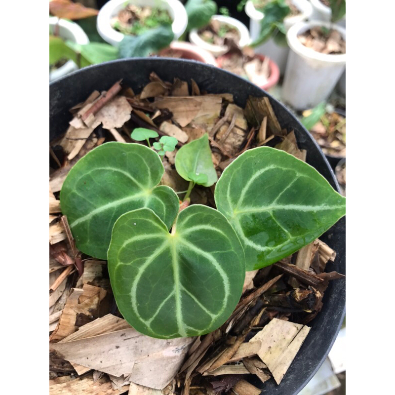 tanaman hias kuping gajah tarantula baby