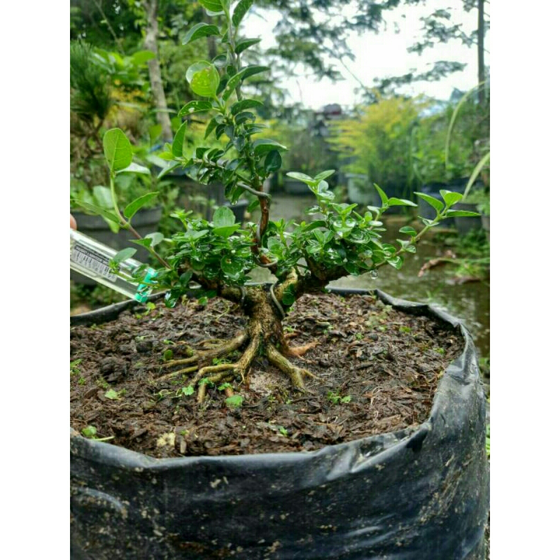 bonsai bahan shito, pohon sancang