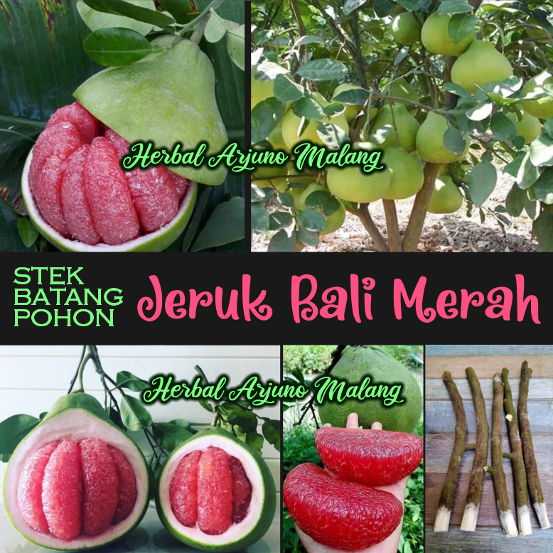 5pcs Stek Batang Pohon Jeruk Bali Isi Merah Red Pomelo