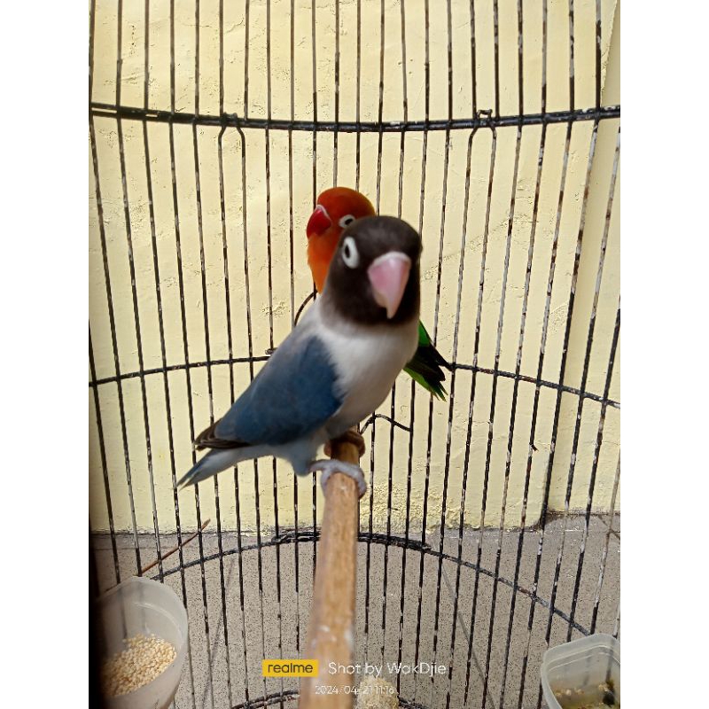 [Instant] Burung Lovebird blue slaty betina dewasa