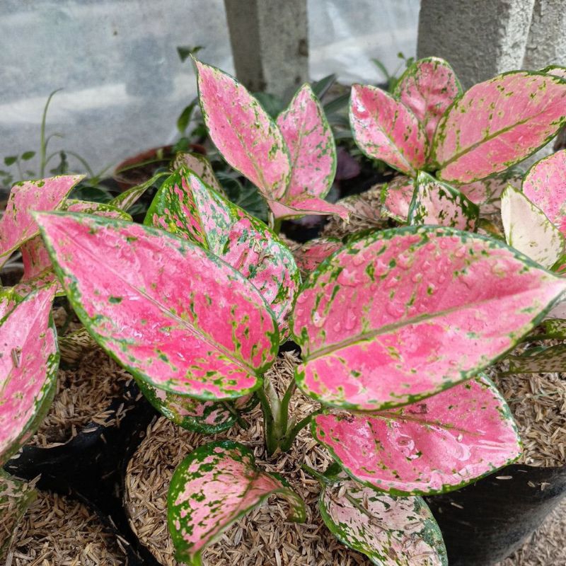 Tanaman Hias Aglonema Merah Dut Anjamani - Aglonema Anjamani - Aglonema Red