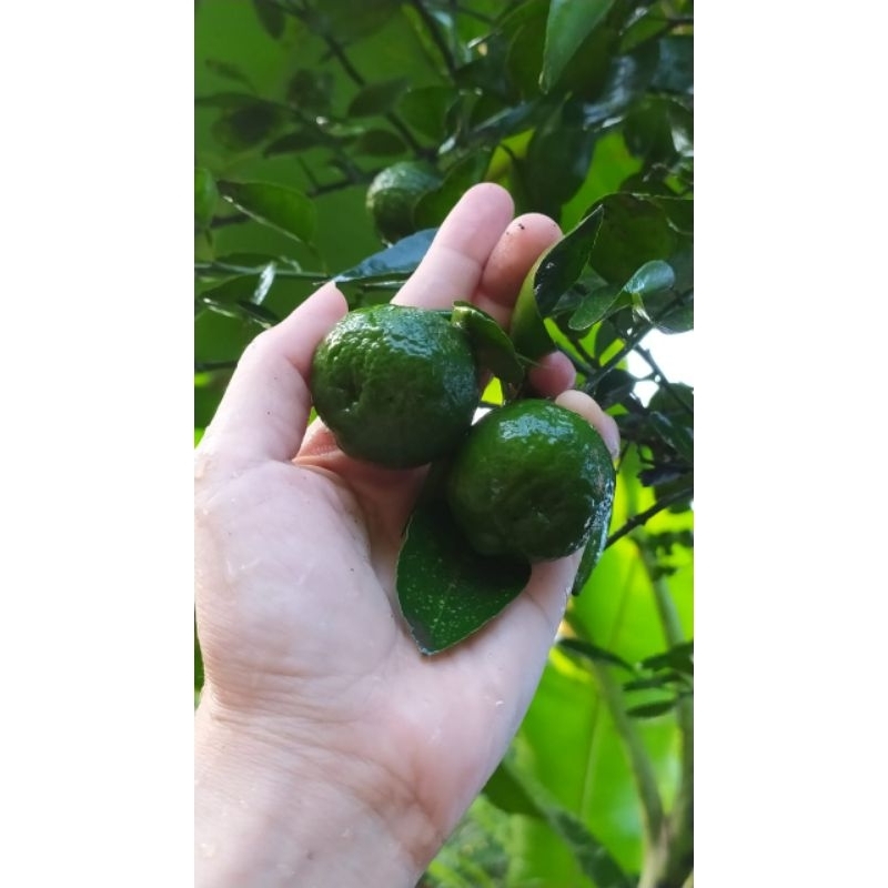 

jeruk limo segar 1 Kg