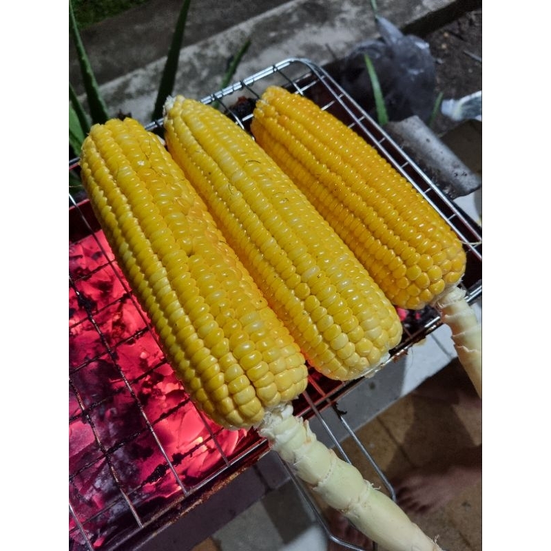 susu kaleng coklat 1500ml