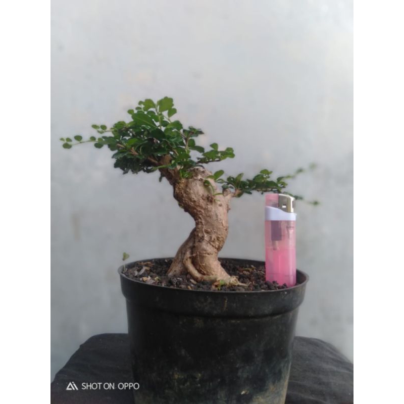 Bahan bonsai hokiantea mikro buah - mame berkarakter bagus