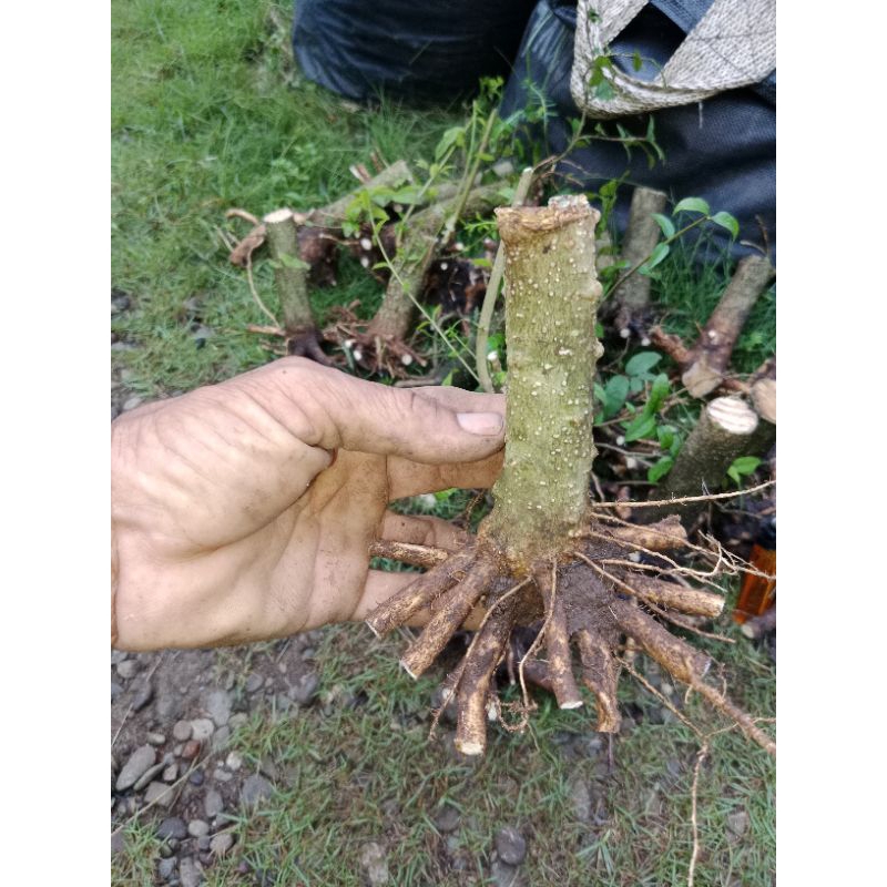 bonggol anting putri bahan bonsai sangatprospek mamedansmoll