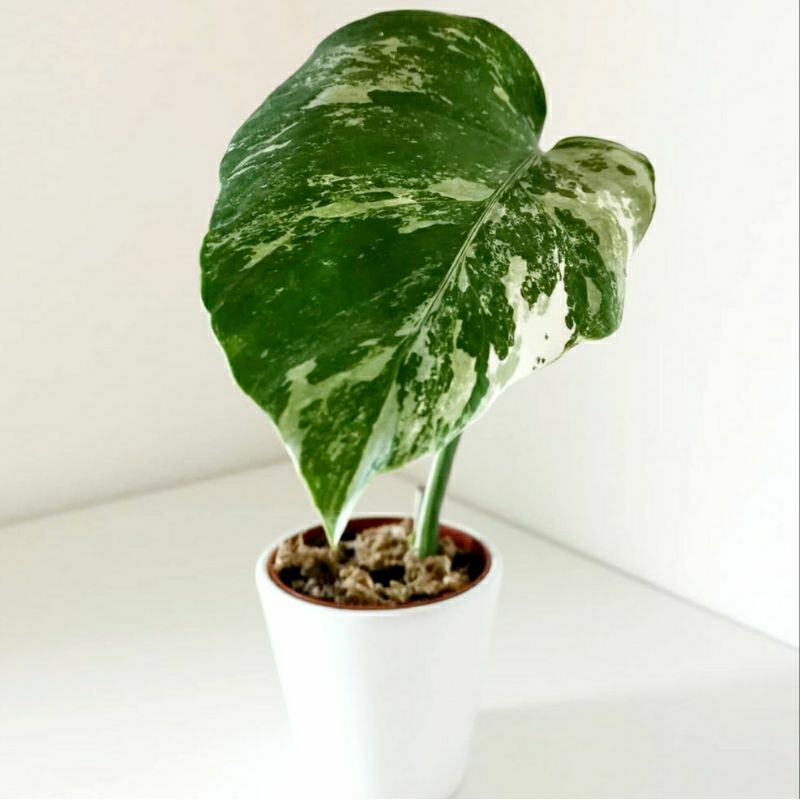 Monstera Varigata Daun Pancing