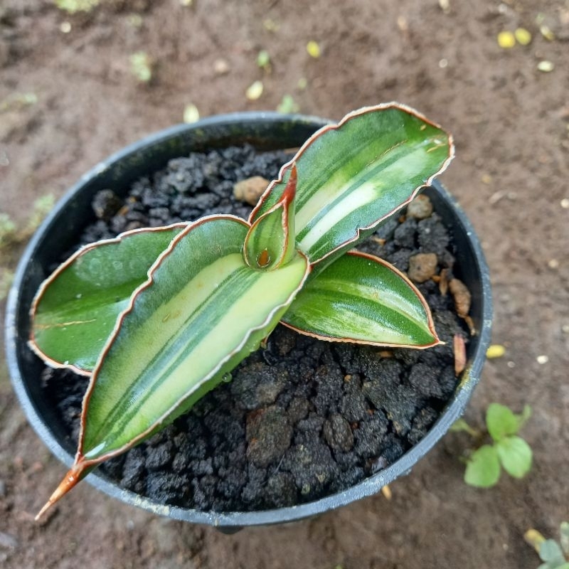 sanseviera sansevera sansiviera SANSEVIERA ROBUSTA DRAWF