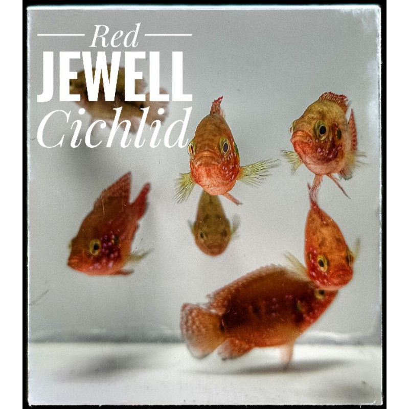 Red Jewel short body Cichlid 5-6 cm