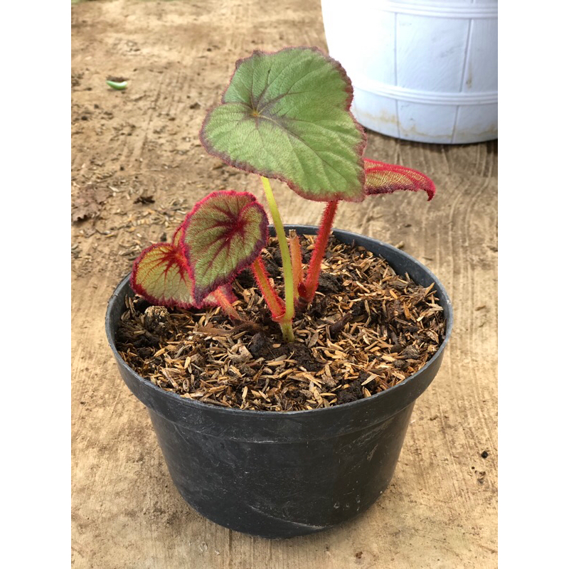 Tanaman Hias Hidup - Begonia Keong Merah