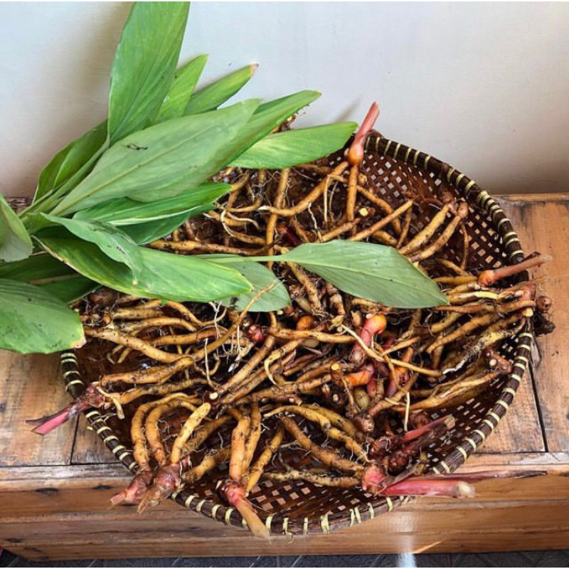 

Temu kunci segar fresh organik petik saat order