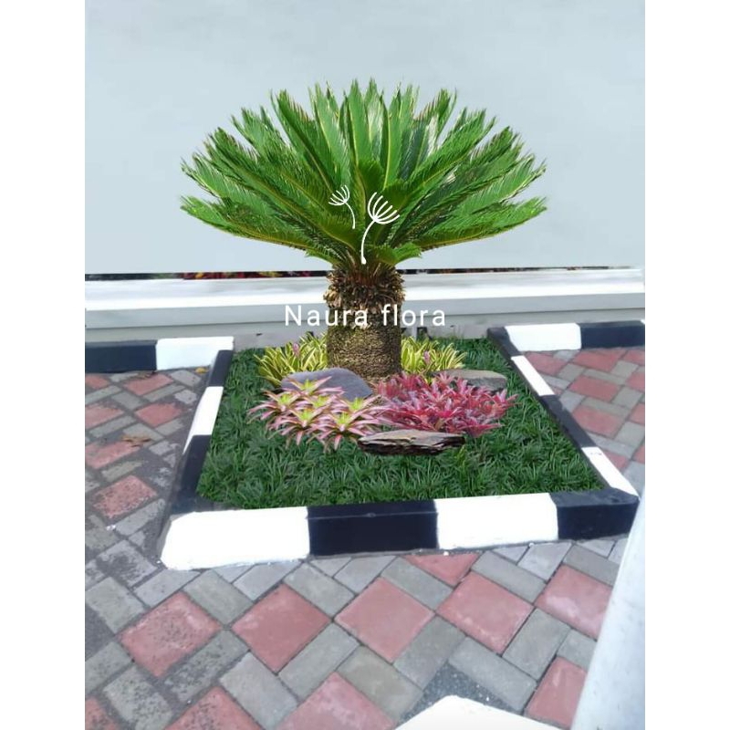 Tanaman hias sikas mini - pohon sikas mini