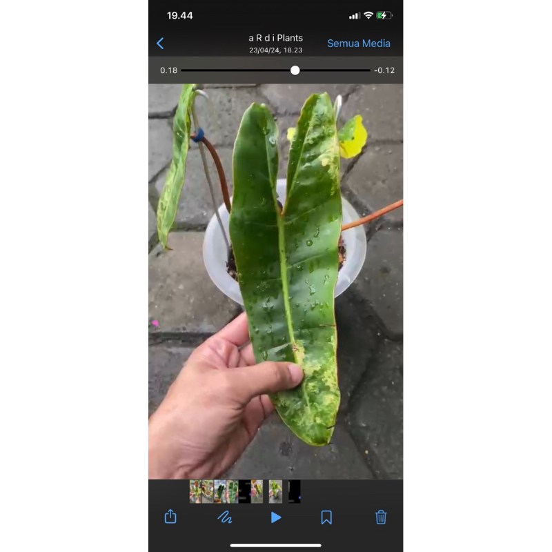 billietiae variegata