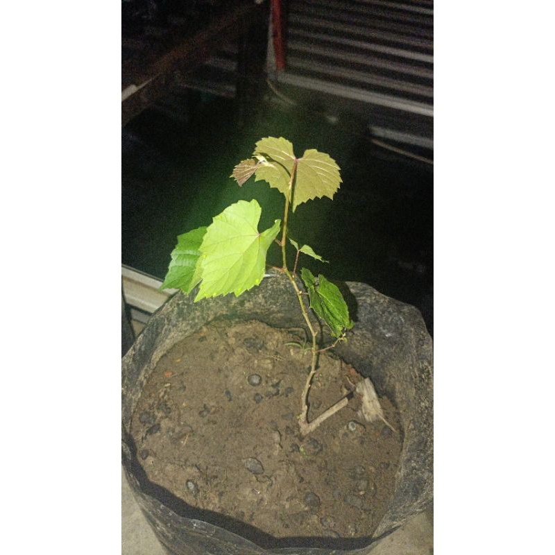 Bibit Anggur Rootstock Kober 5bb