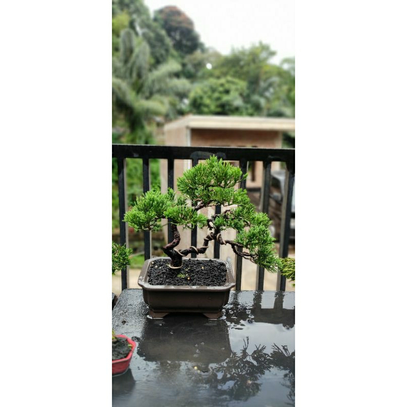 bonsai cemara sinensis