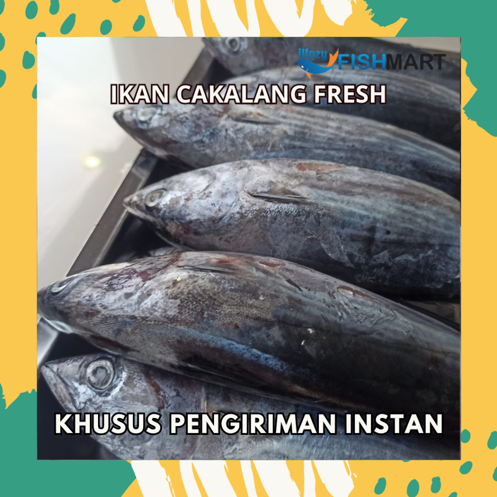 

Ikan Cakalang Segar dan Bersih Siap Olah 1kg