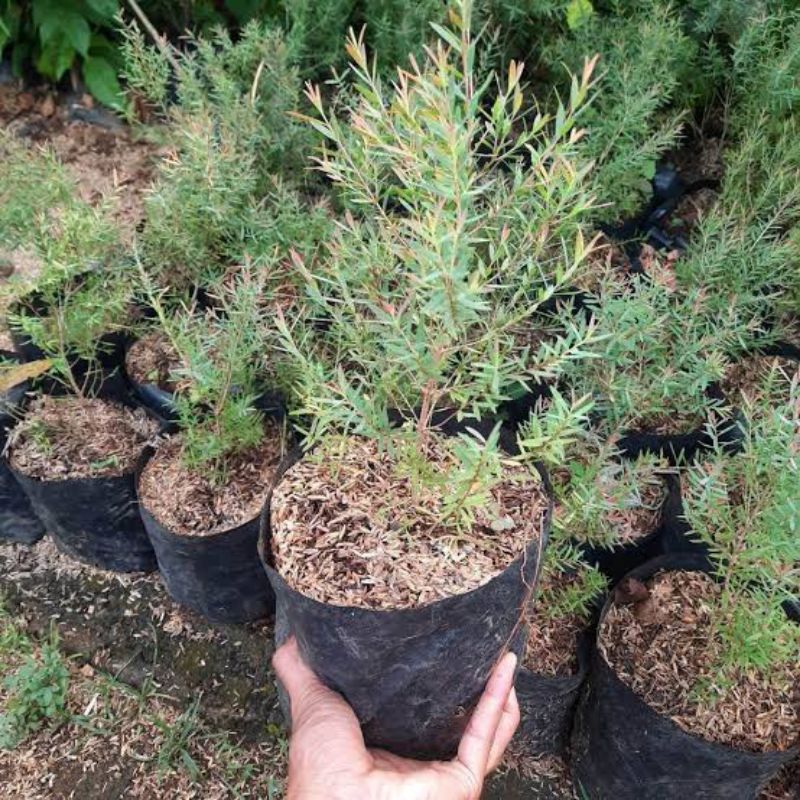 Tanaman Herbal Pohon Kayu Putih Micro / Eucalyptus