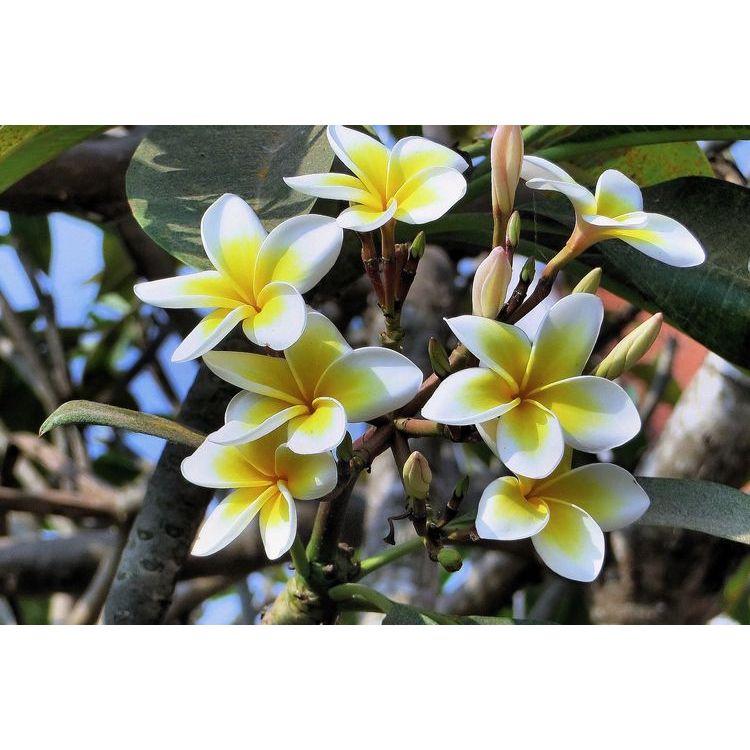 Kamboja Bali plumeria