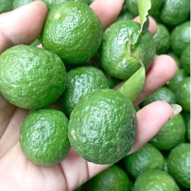 

JERUK LIMAU/LIMO PERPCS TERLARIS.