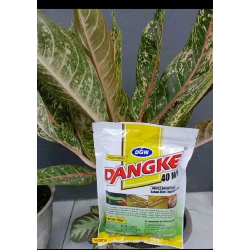 dangke 250gram