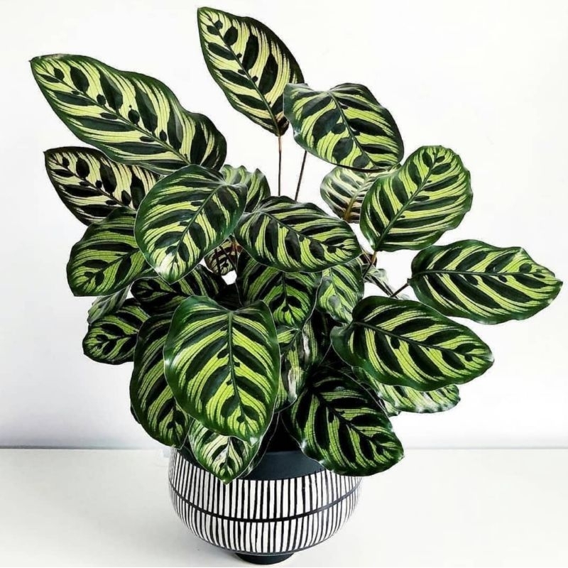 Calathea Makoyana-Tanaman Hias Calathea Makoyana-Tanaman Hias Calathea Makoyana