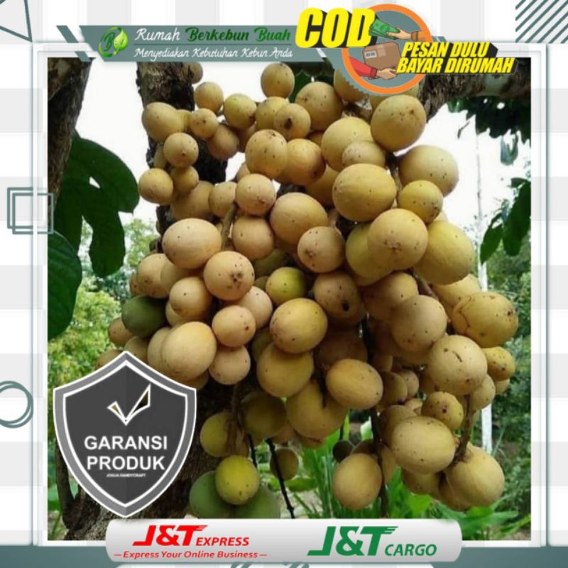 Bibit Duku Dukuh Tanpa Biji Super Komering Palembang Komring Cangkok Susu Non Biji Dukong Madu Cepat