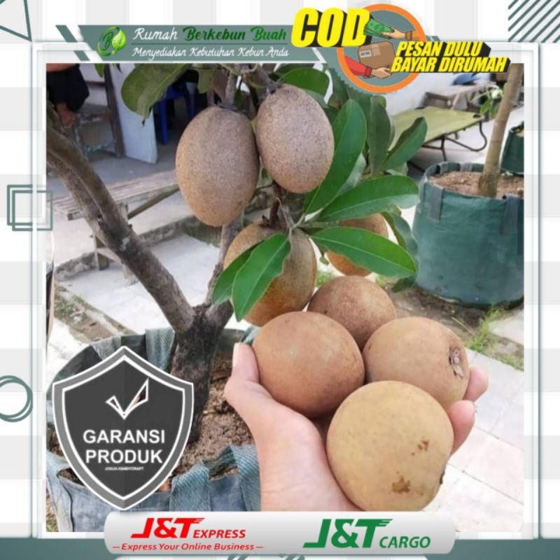 Bibit Sawo Manis Jumbo Madu Mentega Susu Besar Bangkok Cangkok Cangkokan Hitam Hijau Ijo Super Stek 