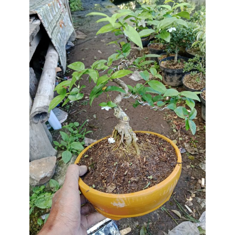 bonsai anput