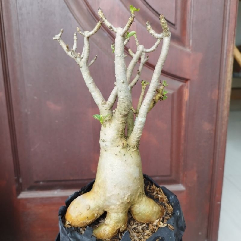 Adenium Arabicum RCN