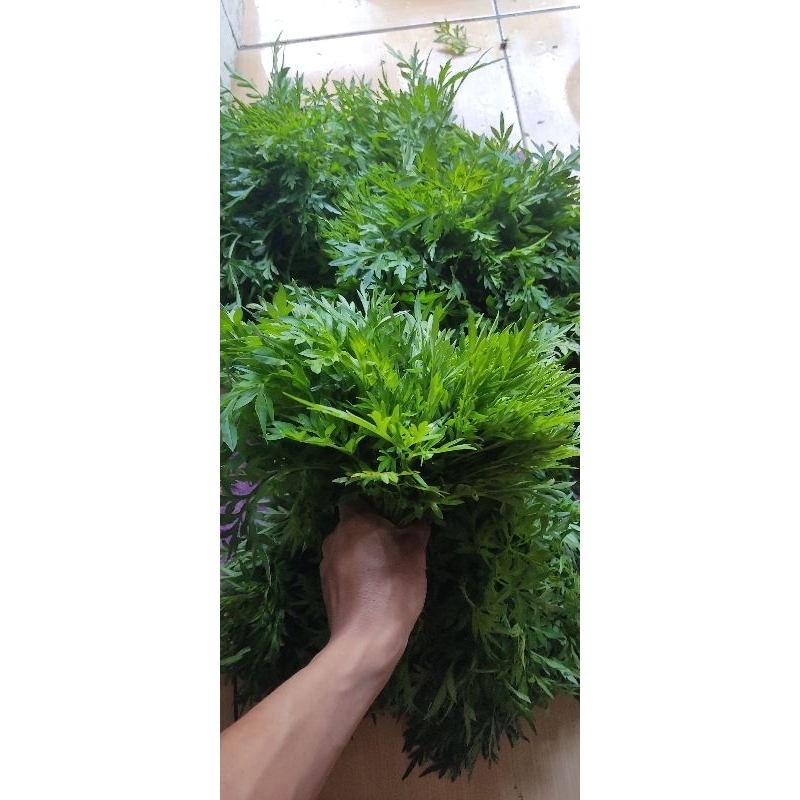 

Daun Kenikir Segar / Ulam Raja Randa Midang 1 KG