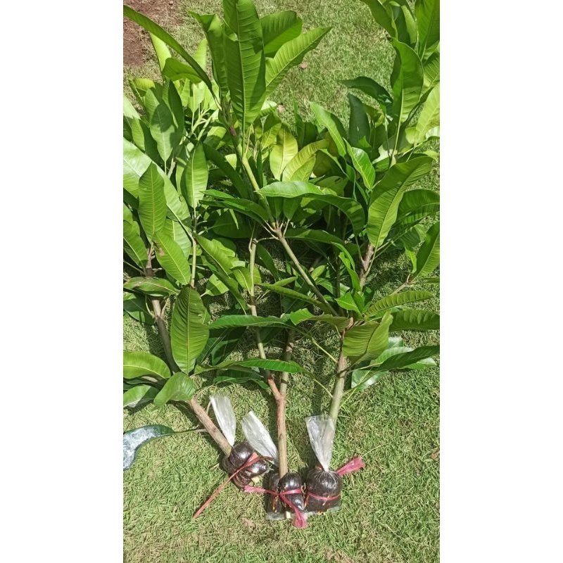 fresh cangkok mangga harum manis asli
