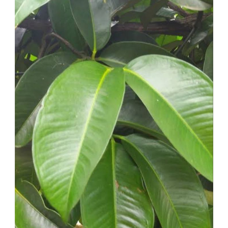 

Daun manggis asli organik berat 100g untuk obat herbal