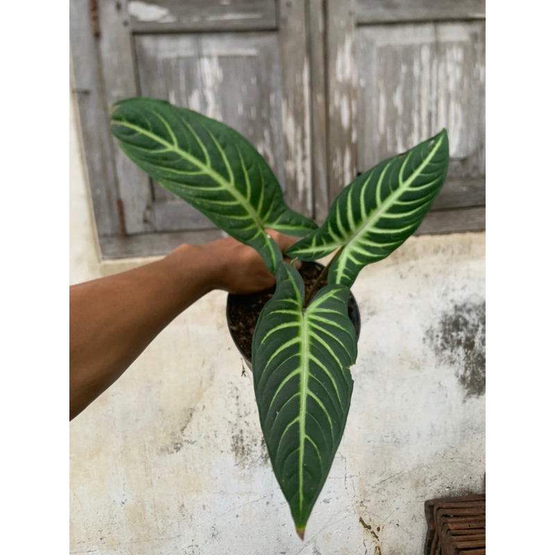 tanaman hias xanthosoma lindenii narrow