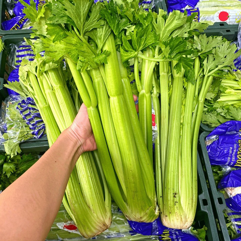 

Celery Stick / Seledri Stick / Batang Seledri IMPORT 1KG