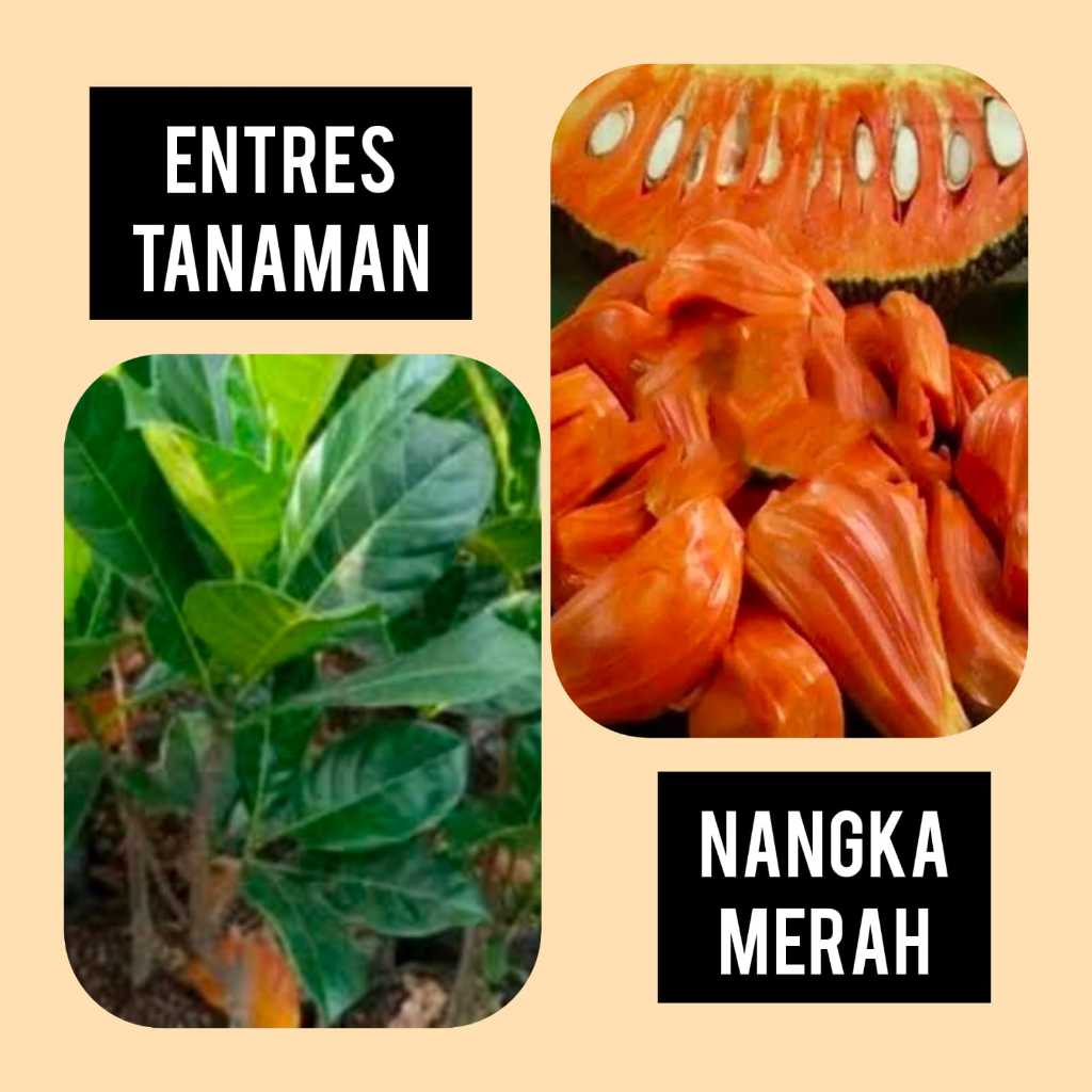 Entres / Mata Tunas Nangka Merah Daeng Surya