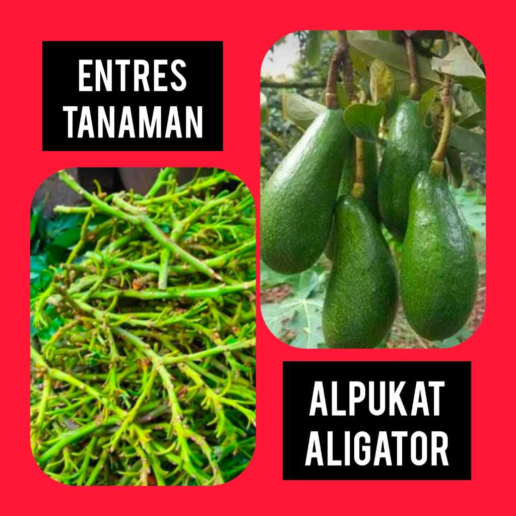 Entres / Mata Tunas Alpukat Aligator