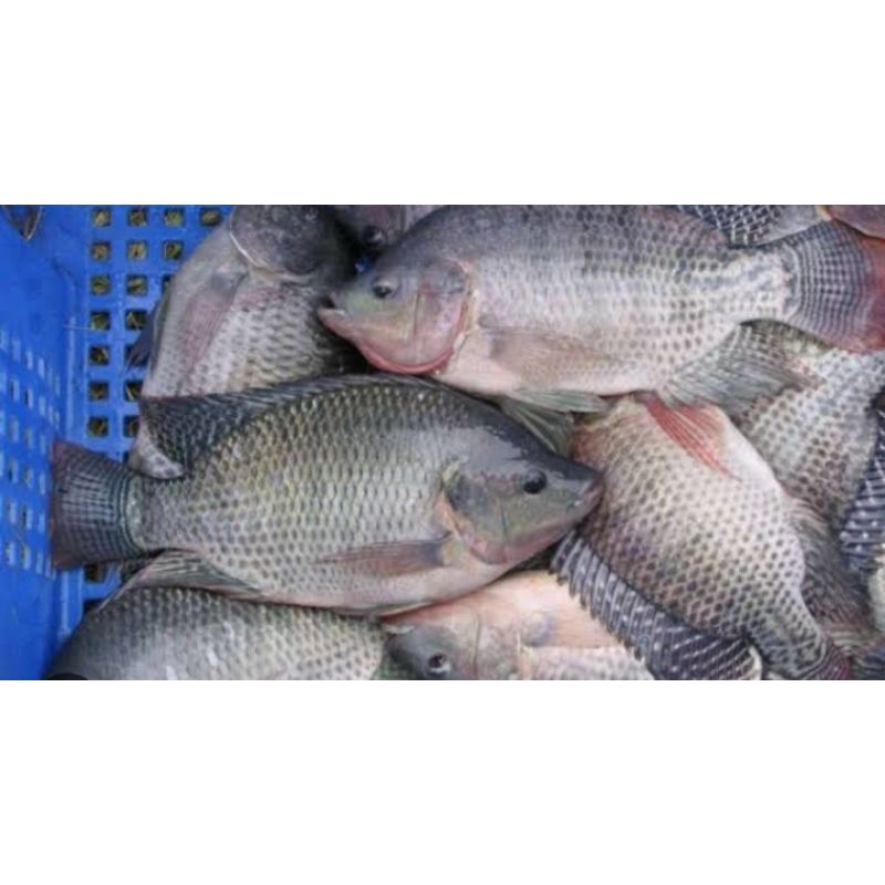 

ikan nila segar 500 gr...bisa di bersihin
